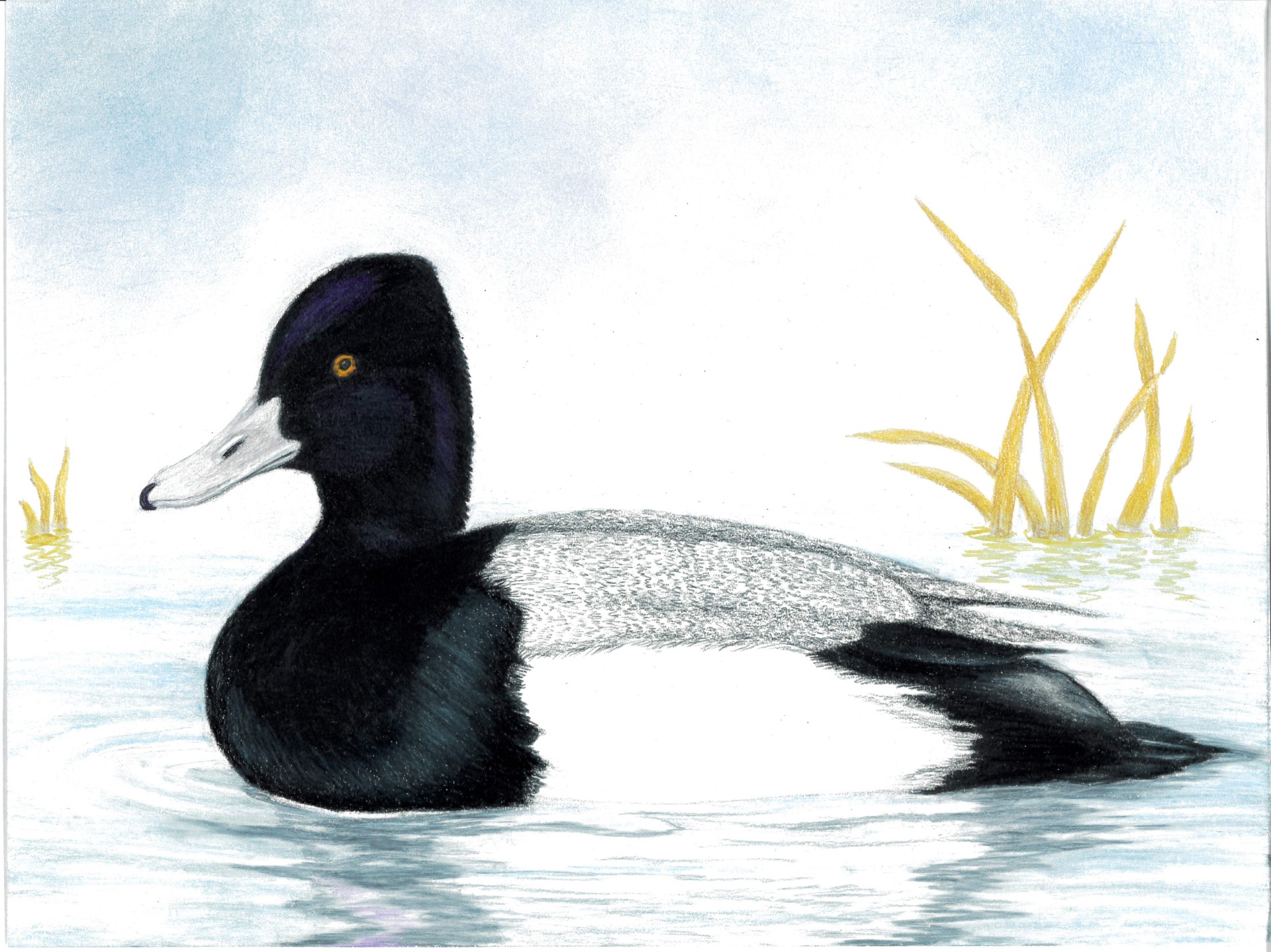 2024 Junior Duck Stamp FWS.gov