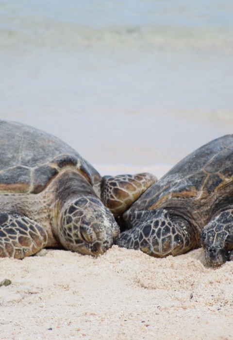 Green sea turtles on the beach