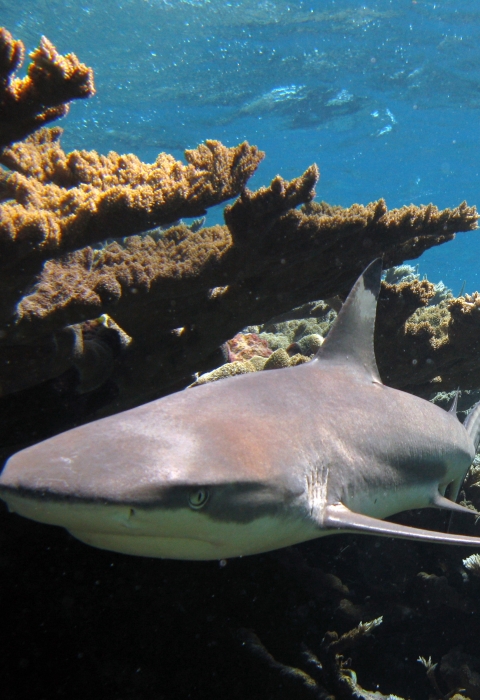 A grey reef shark swims past brown, jagged coral. Behind it is another grey reef shark that cuts through the coral reef. 