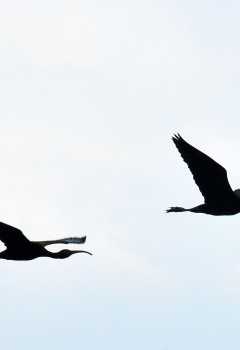 White-faced Ibis Silhouette