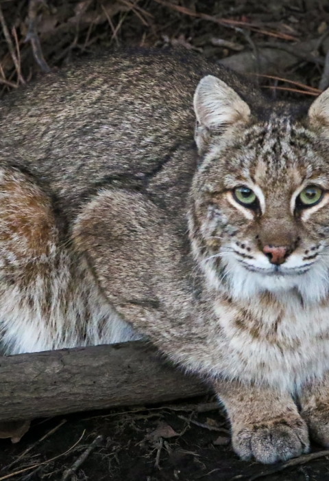 Bobcat resting over tree branches and leaves. 