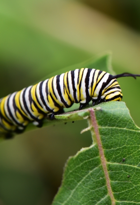 Predicting The Future For Monarchs | U.S. Fish & Wildlife Service