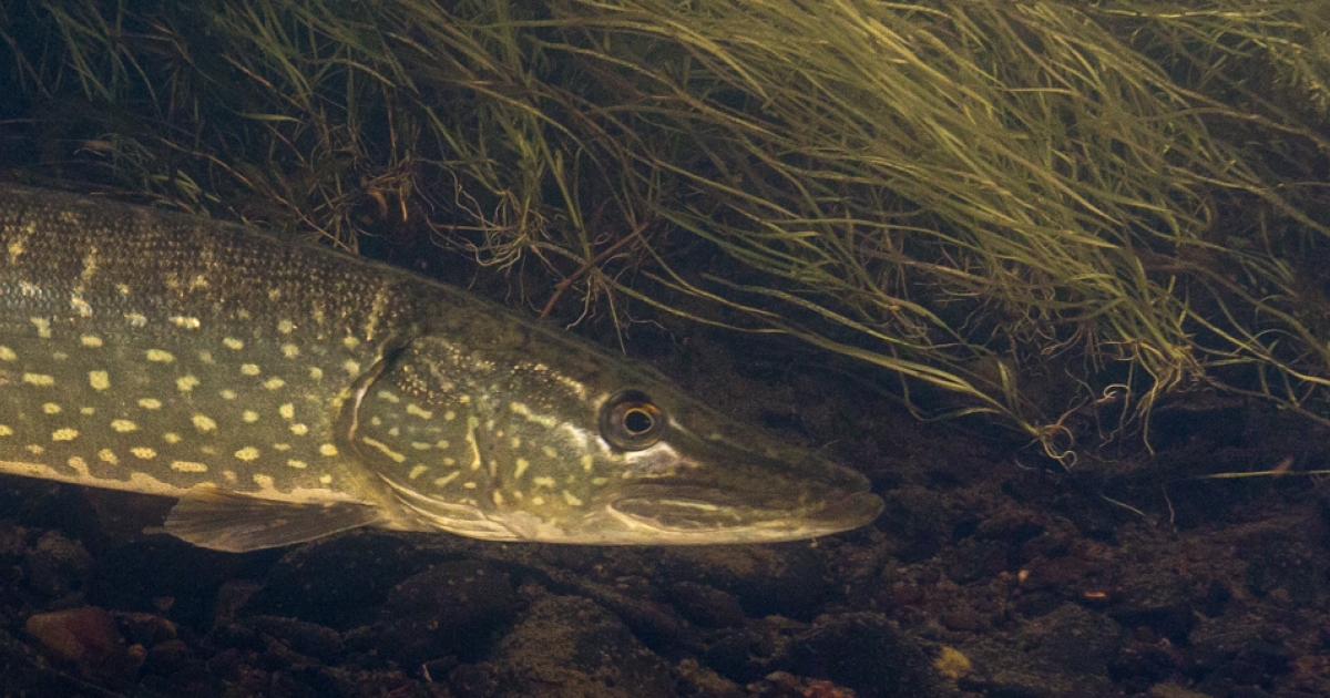 Northern Pike (Esox lucius) | U.S. Fish & Wildlife Service