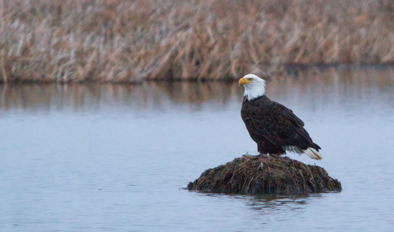 A bald eagle at Ottawa Refuge | FWS.gov