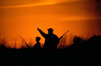 Two hunts standing in the high grass during a reddish orange sunset, and pointing toward the sky. 
