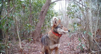 a red wolf with an orange collar