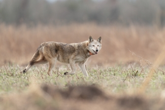 older female red wolf crossing a field