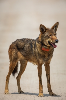 a red wolf standing on a dirt road