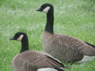 Two Canada geese looking to the left. 