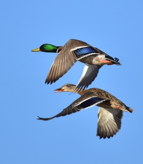 Mallards on Seedskadee National Wildlife Refuge