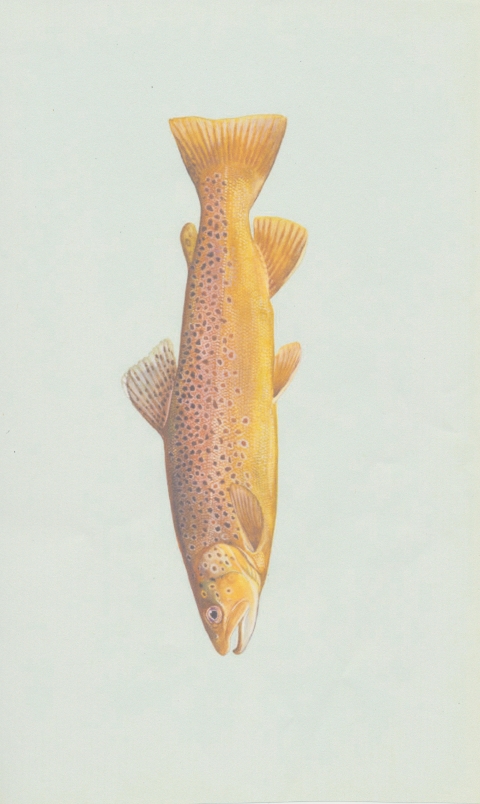 Brown Trout