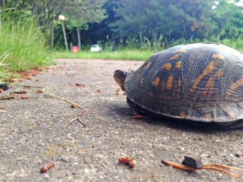 Tips For Helping A Turtle Cross The Road 