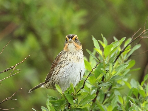 saltmarsh sparrow perched in a bigleaf marsh-elder