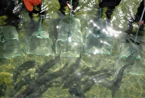 Five people use nets to corral salmon in a hatchery pond.