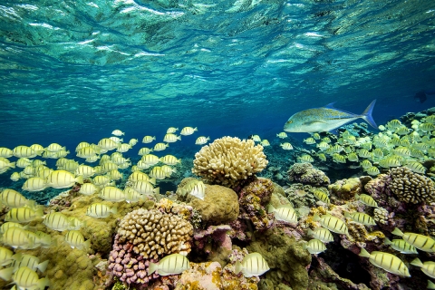 Underwater view of a school of fishes. 