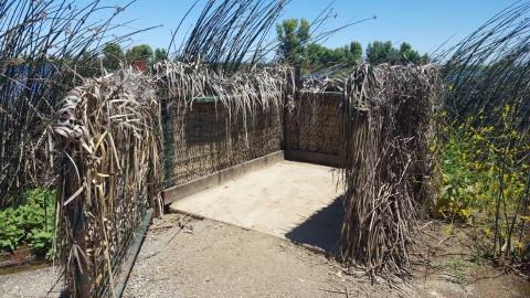 hunting blind with door open. blind covered in tule bundles with tules and other vegetation on either side