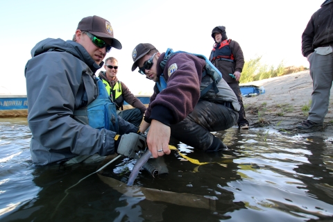 Three men measure a large fish in shallow water near a river's edge