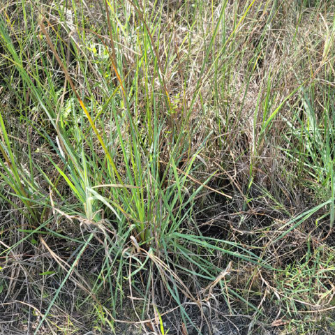 Florida Pineland Crabgrass 