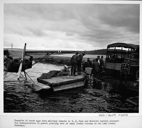 A group of men transfers trout eggs from a truck to an aircraft.