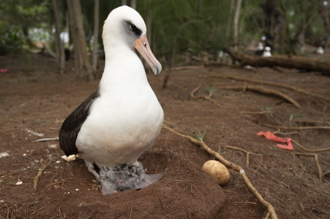 FWS Pride: Laysan Albatross | U.S. Fish & Wildlife Service