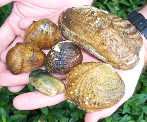 Six different mussels held by two hands