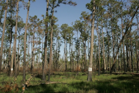 Forest of widely spaced pine trees, some of which are marked with a white band