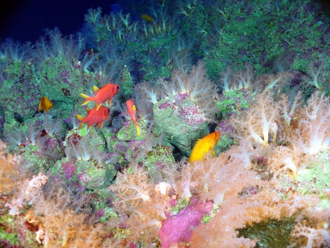 Corals and fish at Marianas Trench Marine National Monument