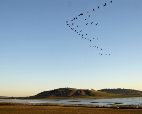 Waterfowl fly in formation over a marsh with hills in the distance