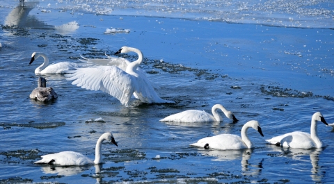 Seven Trumpeter Swans are seen wading in Icey waters. One swan has its wings outstretched like it may leap out of the water. 