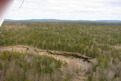 aerial view of forest and wetlands