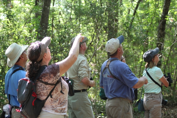 Birding at Ernest F. Hollings Ace Basin National Wildlife Refuge | FWS.gov