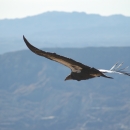 Condor soars over mountain ridge.