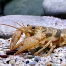 buff-colored crustacean with brown speckles on multi-colored sandy bottom of creek
