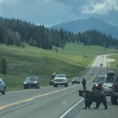 Grizzly bear attempting to cross the road, surrounded by cars and people.