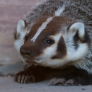 Close-up view of a badger