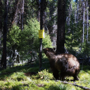 Grizzly bear visiting a hair snare site