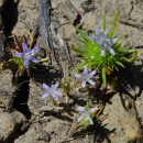 5 white 5 petaled flowers with blue streaks