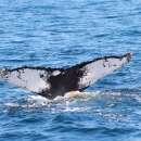 a white and gray whale fin emerging from the ocean