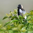 A bobolink bird sits in a shrub, its beak is open as it sings. 