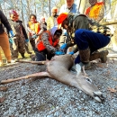 Tuskegee students in hunter orange and camouflage look on as Bill Freemen shows them how to process a deer.