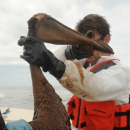 Jeff Phillips wears a life vest and holds up an injured brown pelican covered in oil after the 2010 Deepwater Horizon Oil Spill.