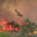 An owl flies over burning vegetation and smoke