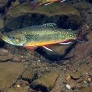 A green fish with yellow and red spots, a yellow belly, and red fins.