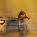 Green-Winged Teal