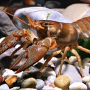 reddish-colored crustacean on rounded rocks at bottom of stream