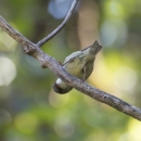 An ʻakikiki sits on a branch. It is bending over, giving an upside-down look.