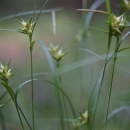 Close up of sedge seedheads