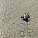 Loggerhead hatchling and its tracks in the beach sand are shown as the hatchling heads to the ocean.r is