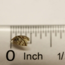 zebra mussel on a ruler