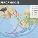 Map of Alaska showing the range of the emperor goose